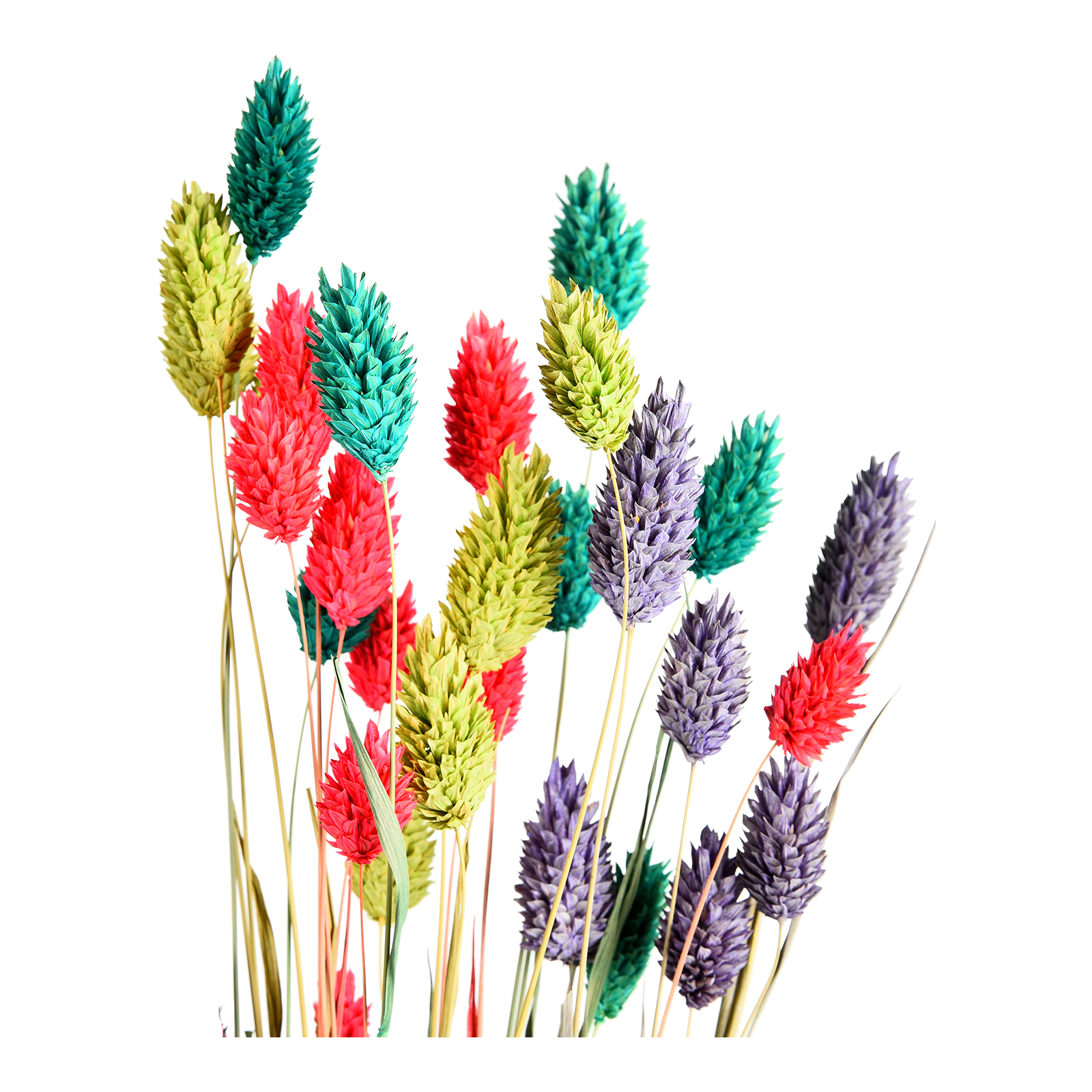 Trockenblumenbund Phalaris