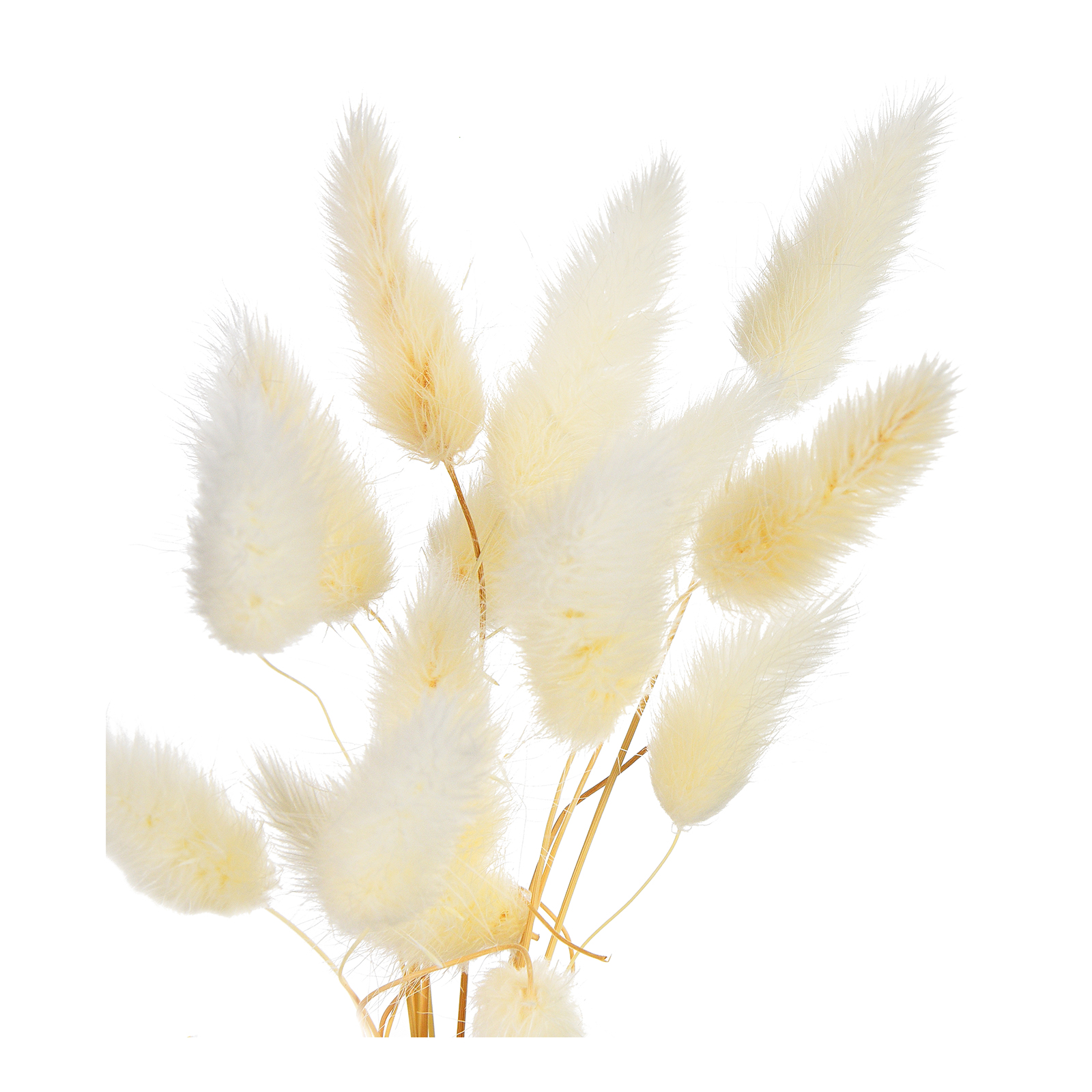 Trockenblumenbund Samtgras