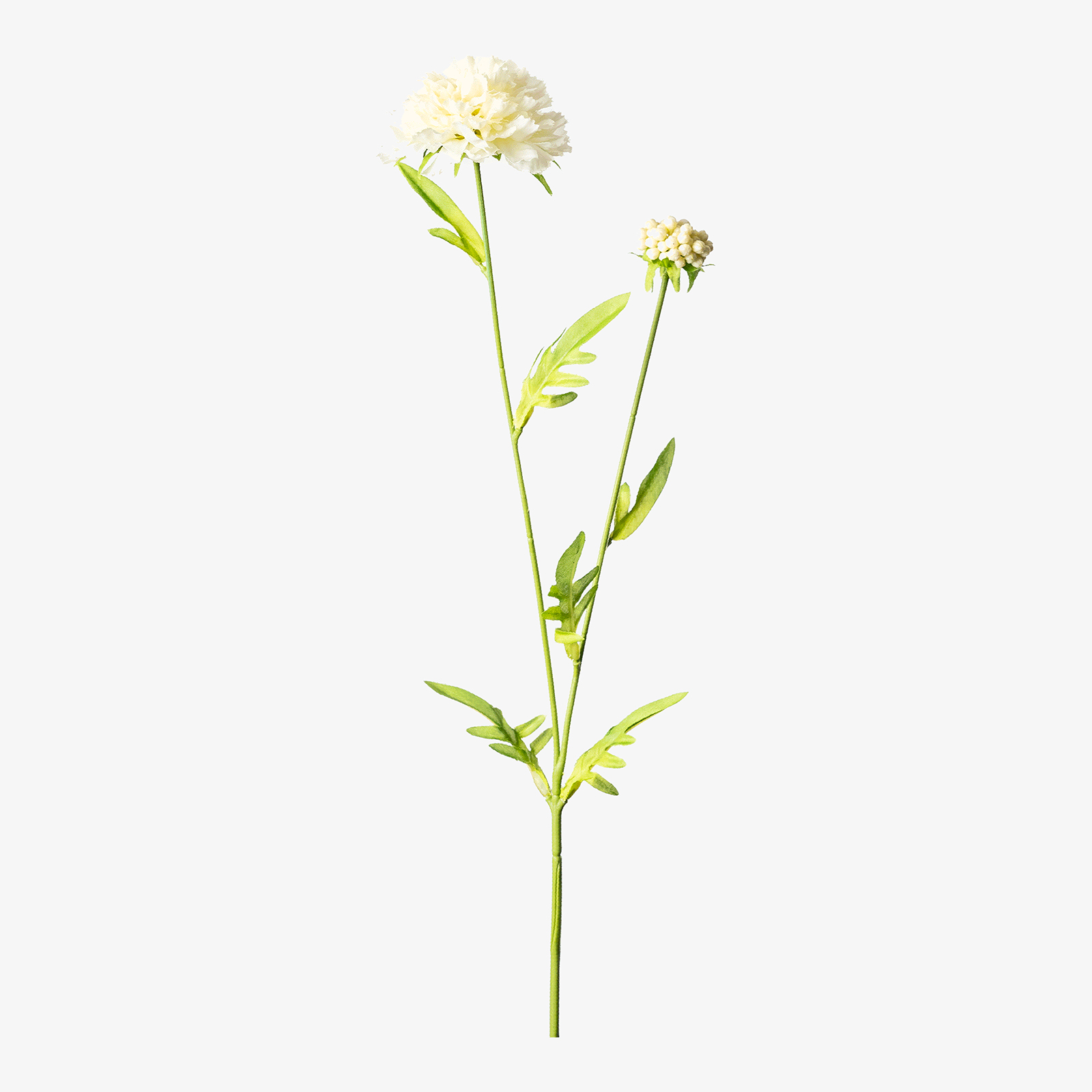 Kunstblume Scabiosa