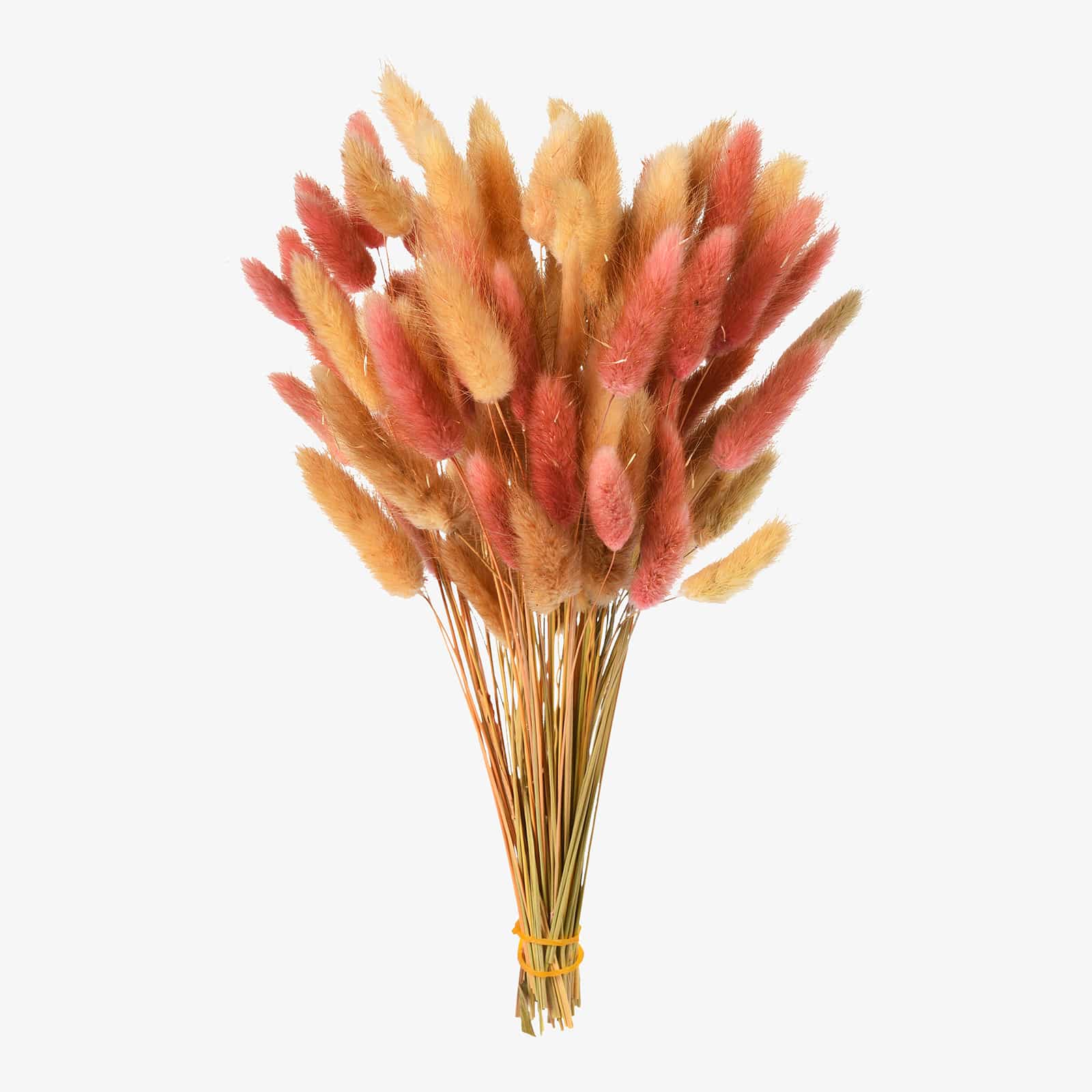 Trockenbündel Samtgras Rosalie