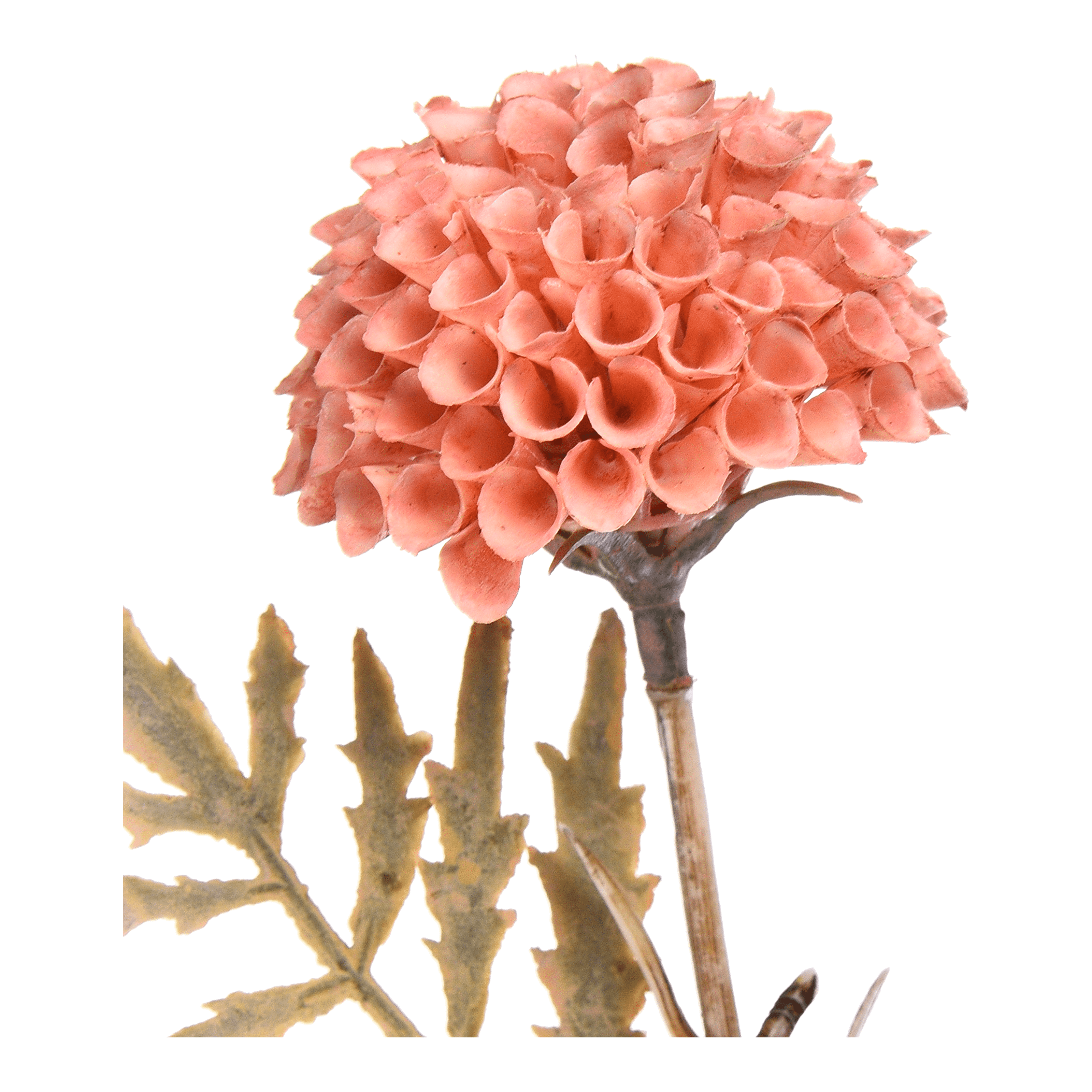 Kunstblume Scabiosa