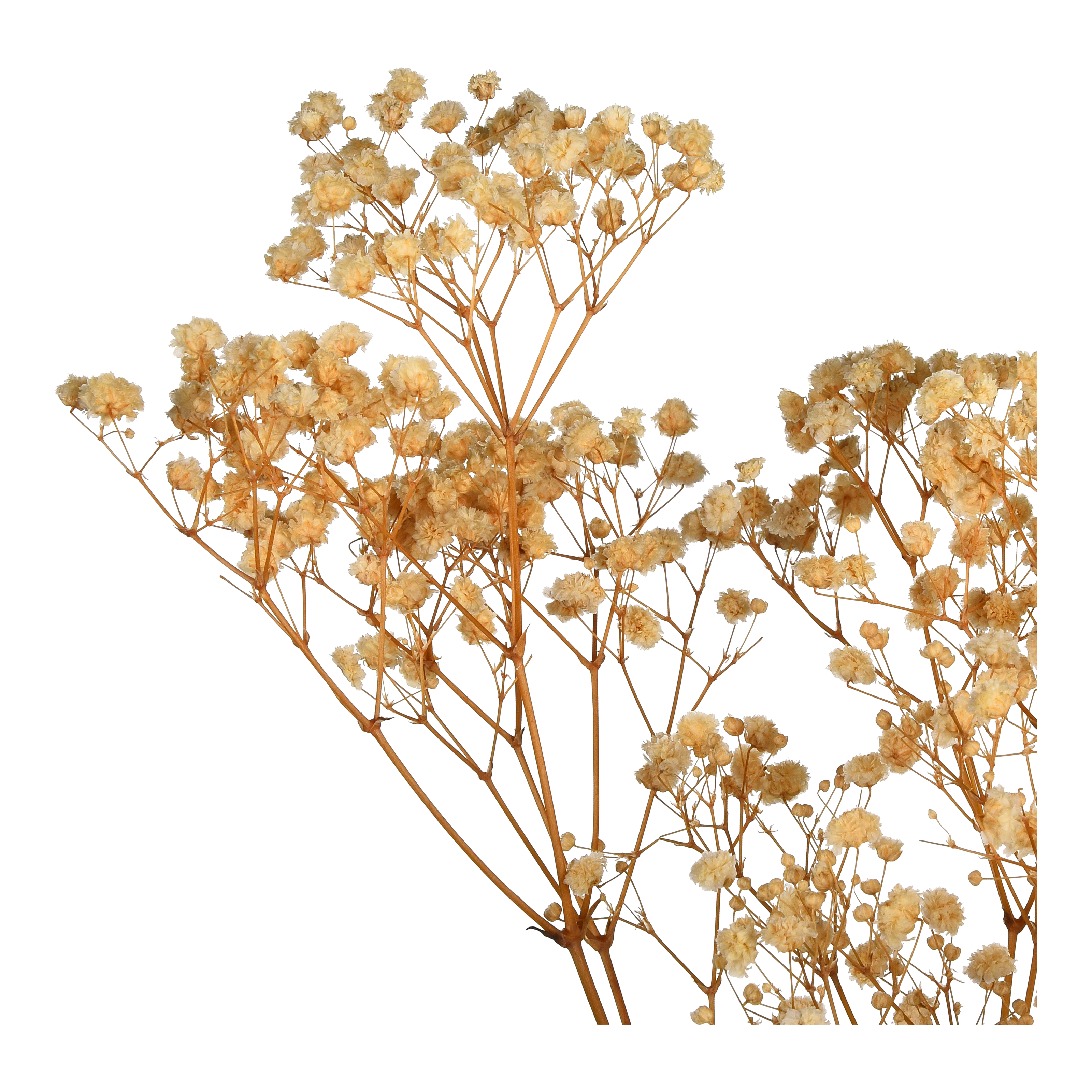 Trockenblumenbund Gypsophilia