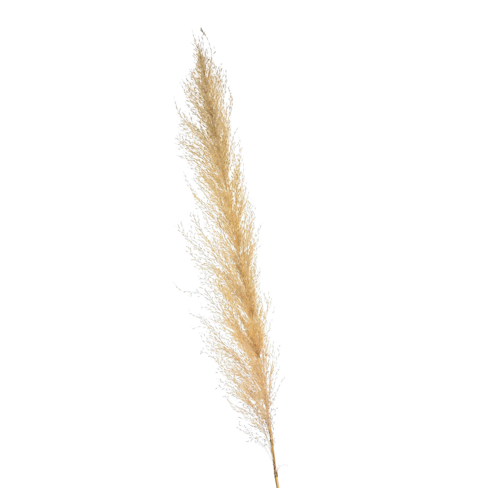 Trockenblume Pampasgras