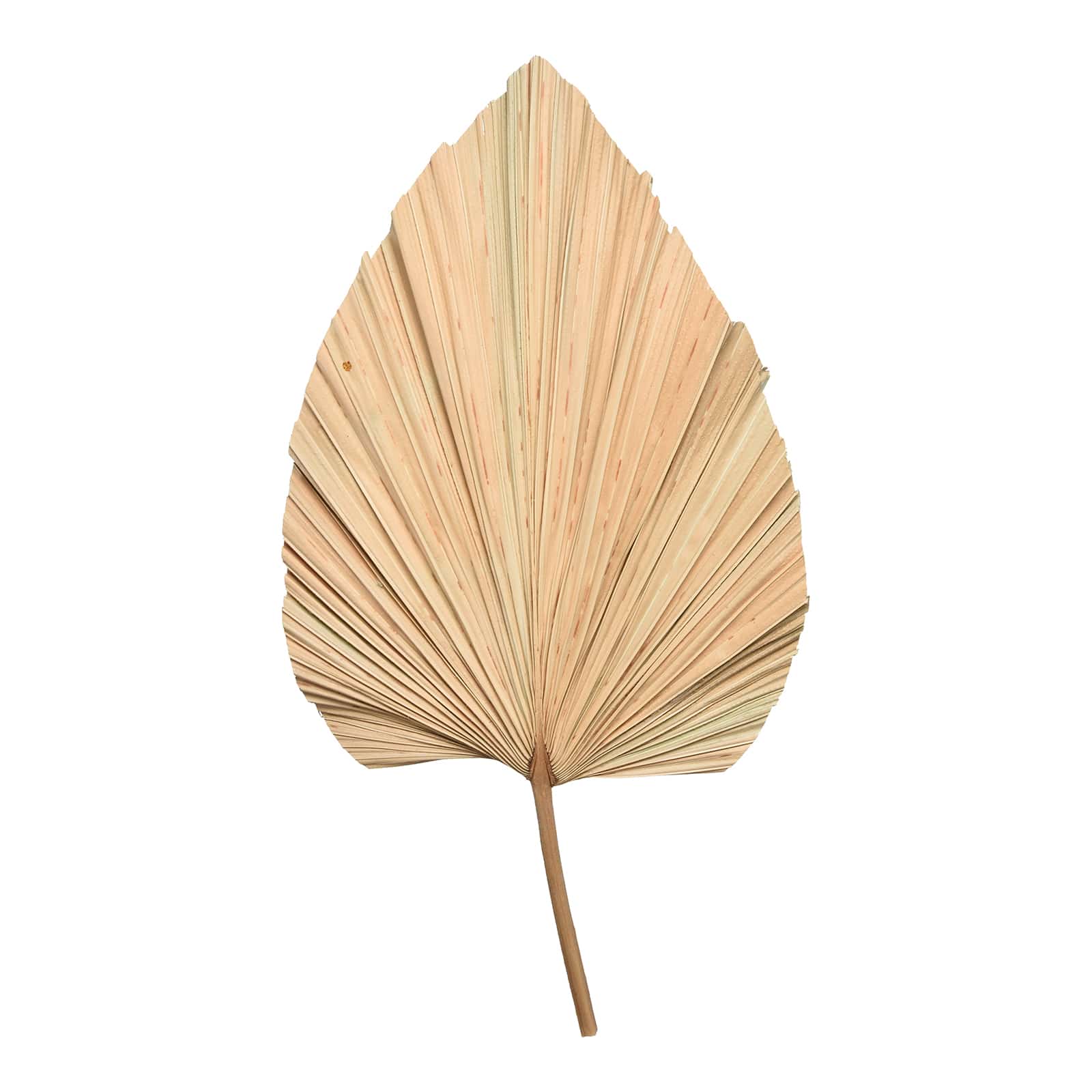 Trockenblatt Palme