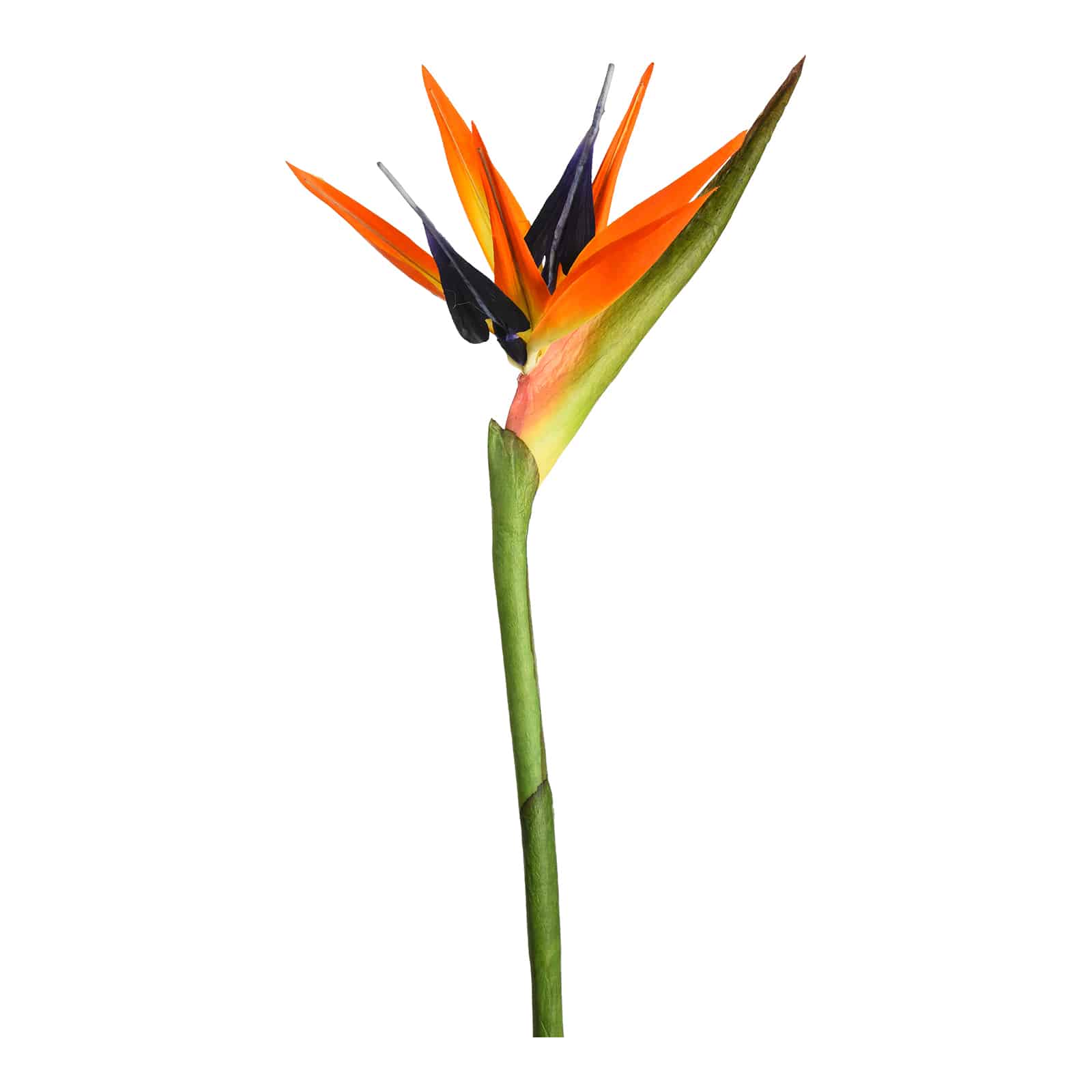 Kunstblume Strelitzie